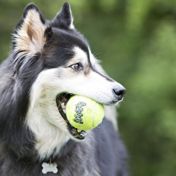 KONG AirDog Squeakair Ball  - Single