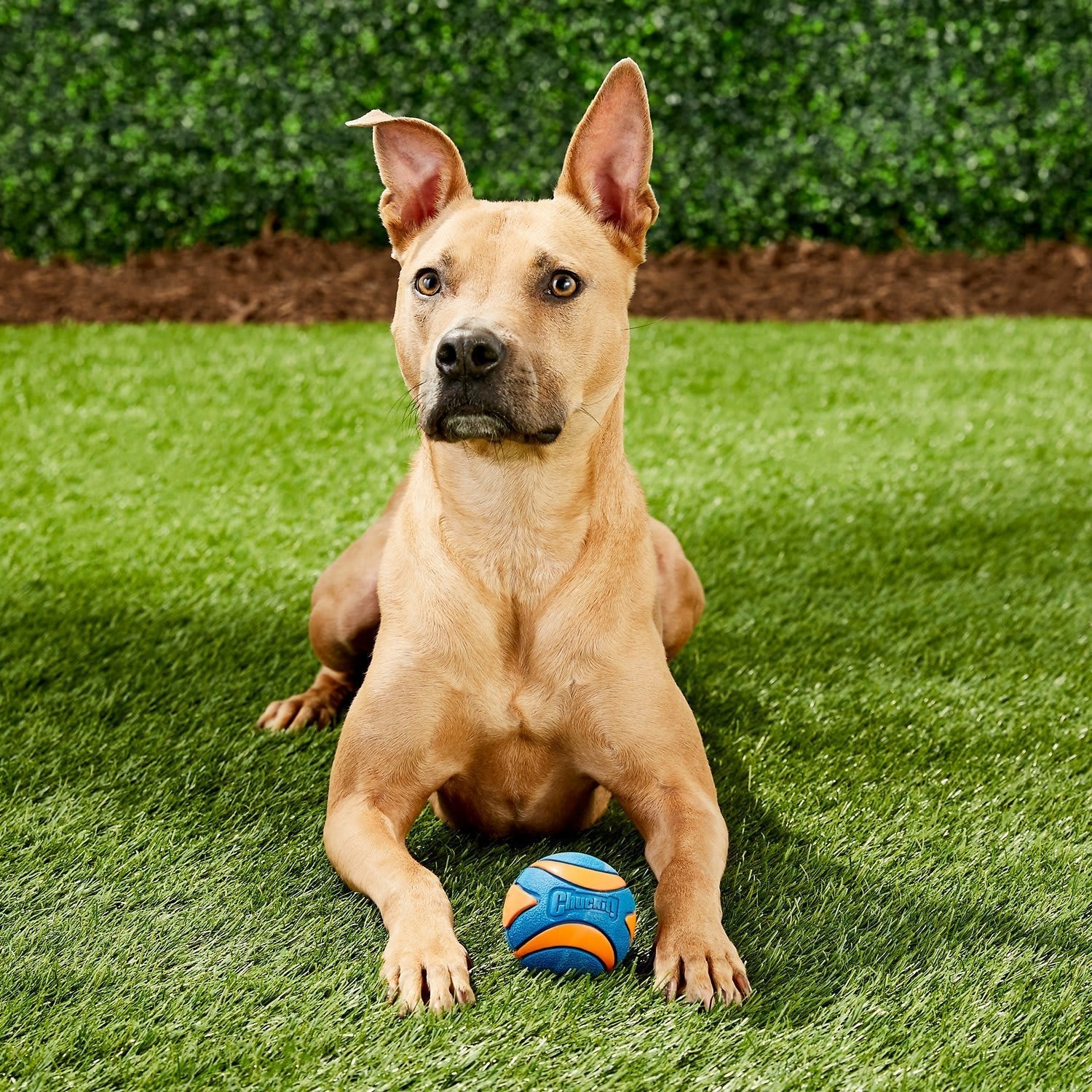 Chuckit! Dog Toy - Ultra Squeaker Ball